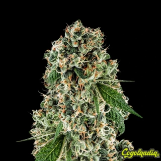 Pyramid Seeds - Tahoe Cure