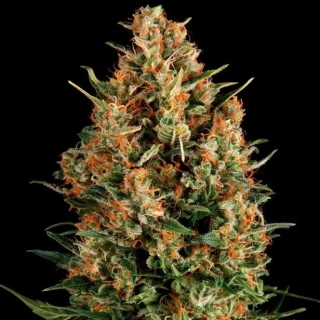 Pyramid Seeds - Wembley