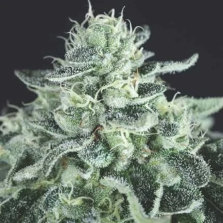 Pyramid Seeds - Auto Gelato