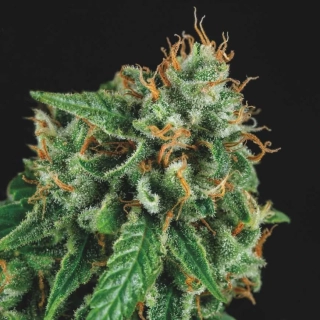 Pyramid Seeds - Auto Gorila