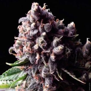 Pyramid Seeds - Auto Purple