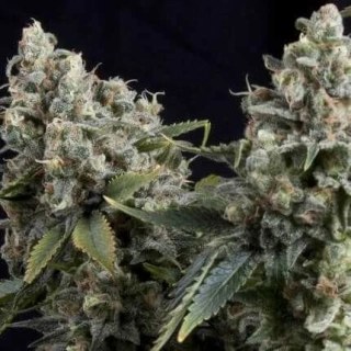 Pyramid Seeds - Auto Tutankhamon