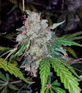 Pyramid Seeds - Auto White Widow