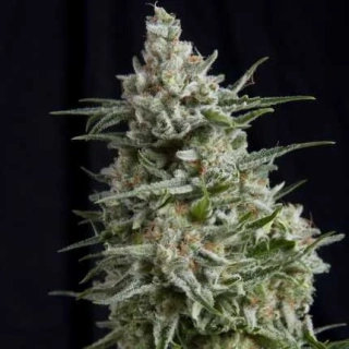 Pyramid Seeds - Auto Anesthesia