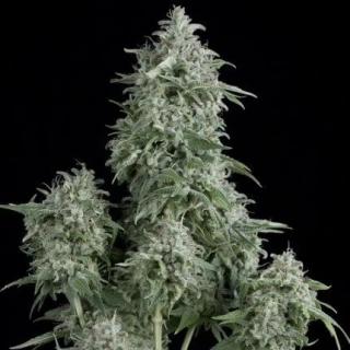 Pyramid Seeds - Auto Anubis