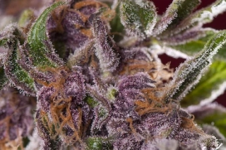 Pyramid Seeds - Auto Black Cherry Punch