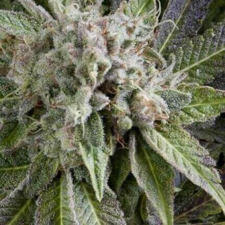 Pyramid Seeds - Auto Blue Pyramid