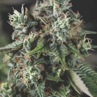 Pyramid Seeds - Auto Do-Si-Dos