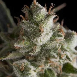 Pyramid Seeds - Auto Fresh Candy