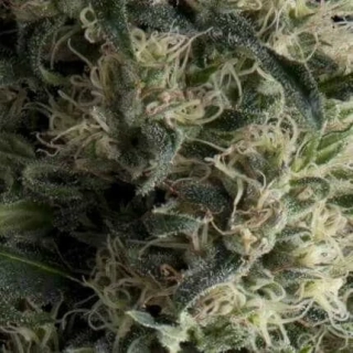 Pyramid Seeds - Auto Galaxy