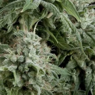 Pyramid Seeds - Auto Northern Lights