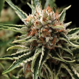 Pyramid Seeds - Auto Shark