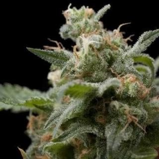 Pyramid Seeds - Auto Super Hash