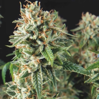 Pyramid Seeds - Auto Super OG Kush