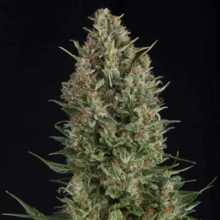 Pyramid Seeds - Auto Wembley