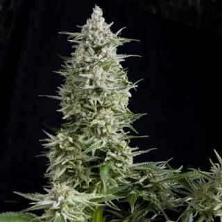 Pyramid Seeds - Auto Amnesia Gold