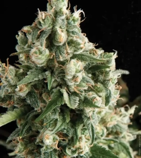 Pyramid Seeds - Auto Lennon