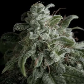 Pyramid Seeds - Auto Nefertiti