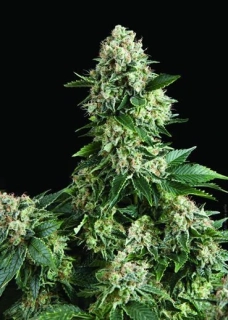 Pyramid Seeds - Auto New York City