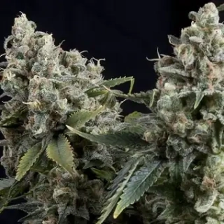 Pyramid Seeds - Auto Ramses