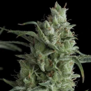 Pyramid Seeds - Kryptonite