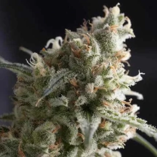 Pyramid Seeds - Lennon