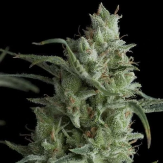 Pyramid Seeds - Ramses