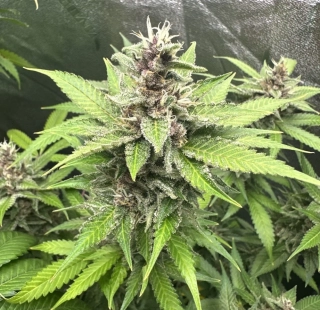 Kera Seeds - Black Diamond CBD