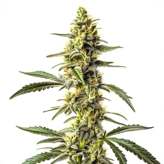Kera Seeds - Harlequin CBD