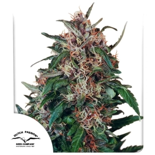 Dutch Passion Hollands Hope 10ks Regular