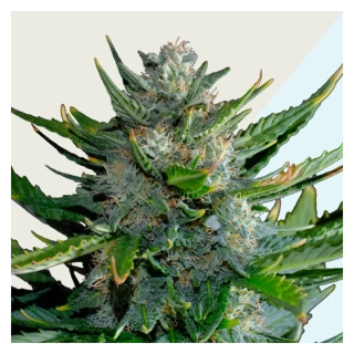 Kera Seeds - Medical Cheese CBD (Medical Crazy Mouse)