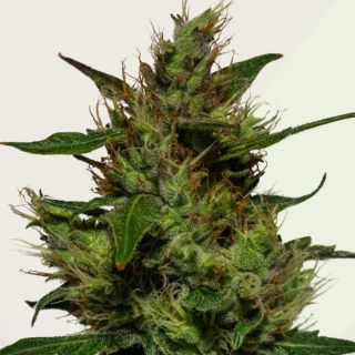 Kera Seeds - Medical OG Kush CBD