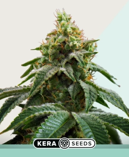 Kera Seeds - Amsterdam Cheese (Crazy Mouse)