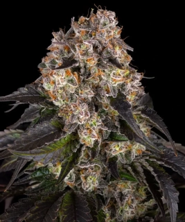 Kera Seeds - Girl Scout Cookies
