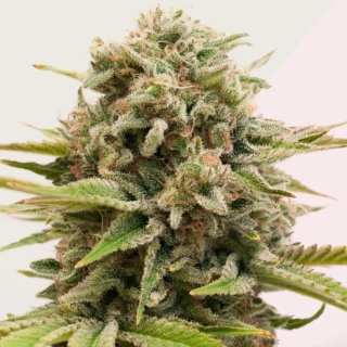 Kera Seeds - Top 44