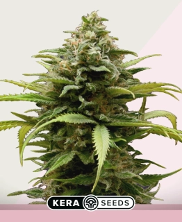 Kera Seeds - White Thunder