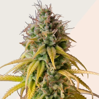 Kera Seeds - Critical