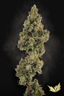 Kera Seeds - Cherry Grapefruit