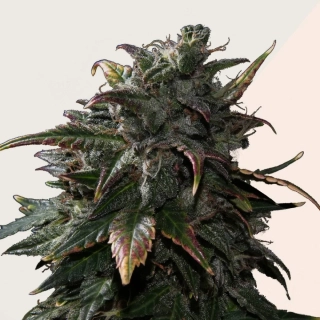 Kera Seeds - Tangerine Kush