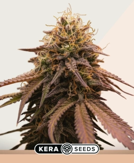 Kera Seeds - American Stafford