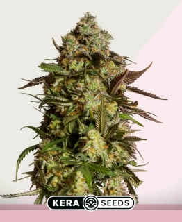 Kera Seeds - Amnesia Mac Ganja (AMG Haze)