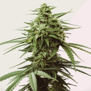 Kera Seeds - California Nuggets