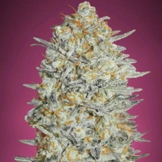 Kera Seeds - Gelato