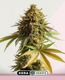 Kera Seeds - Jack Herer