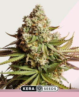 Kera Seeds - Premium NY Diesel