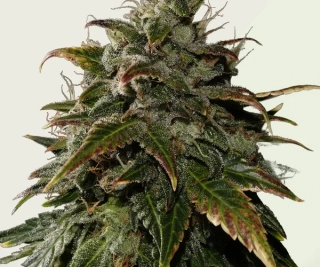 Kera Seeds - Royal Queen Diamond