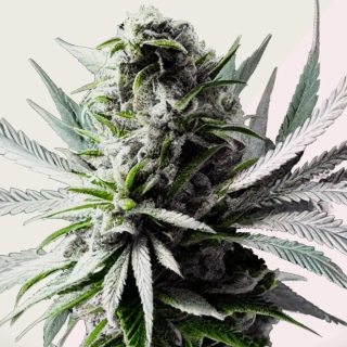 Kera Seeds - Super Silver Haze