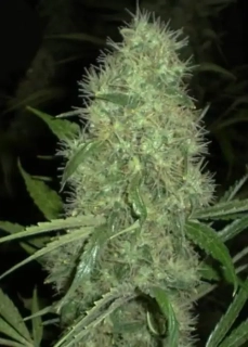 Kera Seeds - Dutch Power Auto