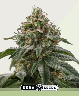 Kera Seeds - Greengo Bio Haze Auto