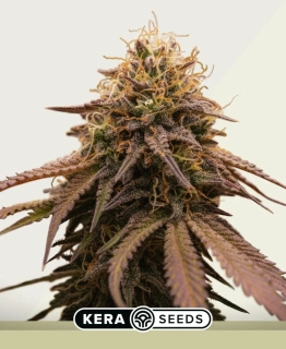 Kera Seeds - Cherry Grapefruit Auto